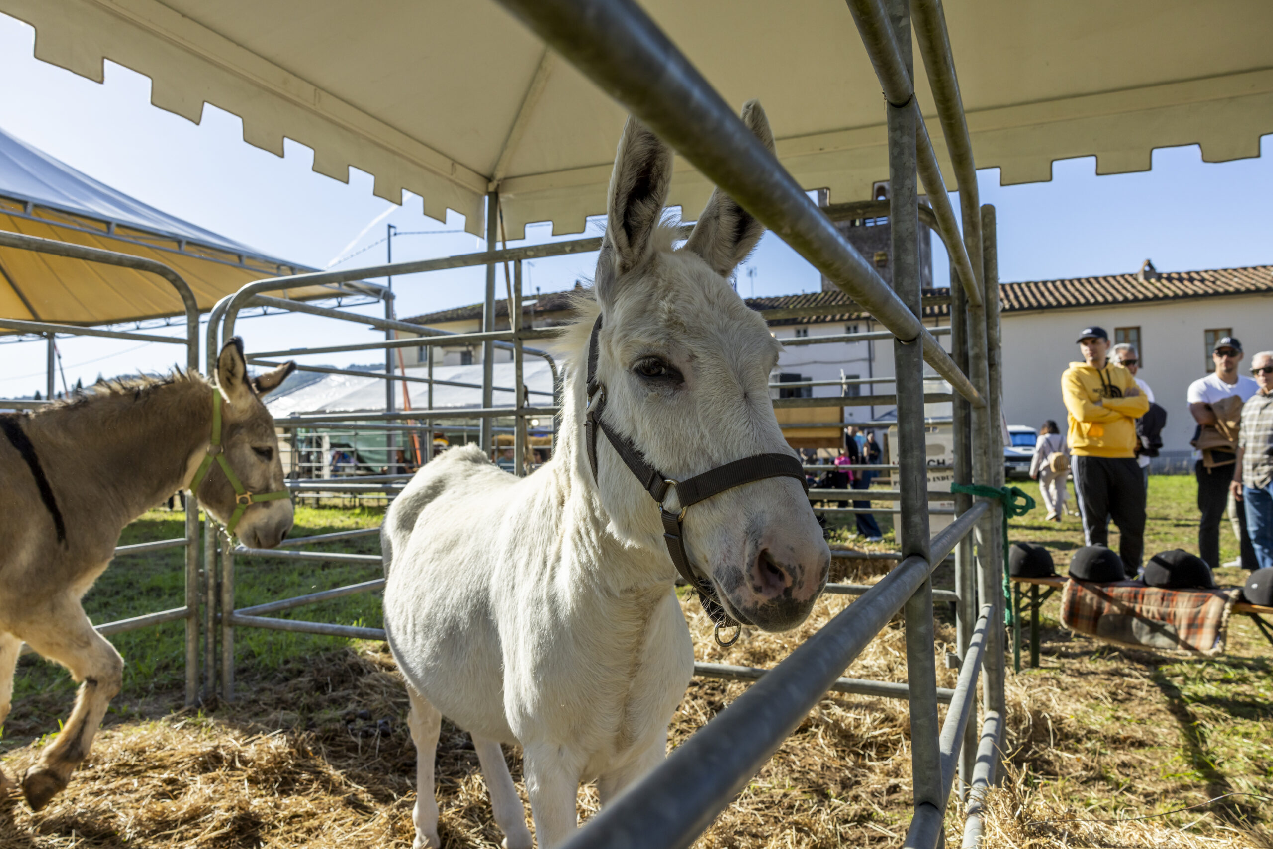 descrizione immagine